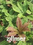 Rodgersia aesculifolia 'Werner Mueller' -1-