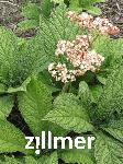 Rodgersia aesculifolia 'Werner Mueller' -2-
