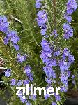 Rosmarinus officinalis 'Blaulippe'