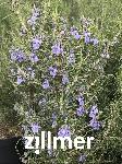 Rosmarinus officinalis 'Collingwood Ingram'