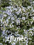 Rosmarinus officinalis 'Prostratus'
