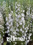 Rosmarinus officinalis 'Pyramidalis'