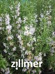 Rosmarinus officinalis