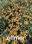 Rudbeckia fulgida 'American Goldrush' -S-