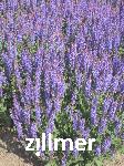 Salvia nemorosa 'Blauhuegel'