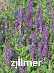Salvia nemorosa 'Lubeca'