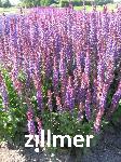 Salvia nemorosa 'Ostfriesland'