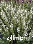 Salvia nemorosa 'Porzellan'