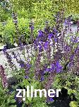Salvia nemorosa 'Steppentraum'