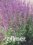 Salvia nemorosa 'Taenzerin'