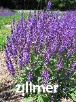 Salvia nemorosa 'Wesuwe'