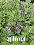 Salvia officinalis 'Berggarten'