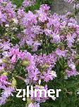 Saponaria officinalis 'Plena'