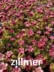 Saxifraga arendsii x 'Rosenzwerg'