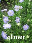Scabiosa caucasica 'Blauer Atlas'