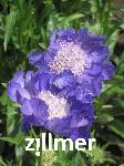 Scabiosa caucasica 'Moerheim Blue'
