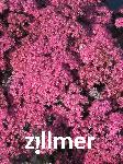 Sedum 'Dazzleberry' -S-