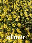 Sedum 'Immergruenchen'