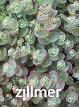 Sedum 'Lime Zinger' -S-