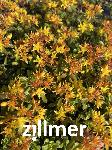 Sedum floriferum 'Weihenstephaner Gold'