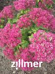 Sedum spectabile 'Abendrot'
