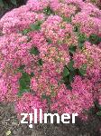 Sedum spectabile 'Brillant'
