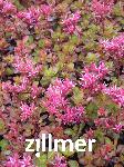 Sedum spurium 'Fuldaglut'