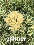 Sedum takesimense ATLANTIS-R- 'nonsitnal' -S-