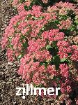 Sedum telephium 'Herbstfreude'