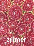 Sempervivum 'Palisander' -1-