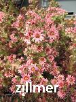 Sempervivum 'Palisander' -2-