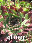 Sempervivum 'Turmalin'