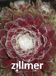 Sempervivum 'Weisse Feder'