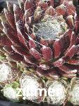 Sempervivum arachnoideum 'Silberkarneol' -1-