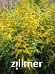 Solidago  'Goldwedel'