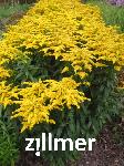 Solidago  'Strahlenkrone'
