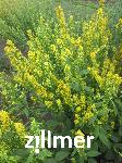 Solidago flexicaulis 'Variegata' -2-