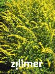 Solidago rugosa 'Fireworks'