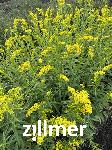 Solidago sempervirens 'Goldene Wellen'
