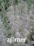 Stachys byzantina 'Cotton Boll' -2-