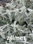 Stachys byzantina 'Sheila McQueen' -1-