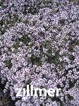 Thymus  'Duftkissen' -S-