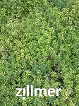 Thymus citriodorus x 'Golden King' -1-