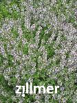 Thymus citriodorus x 'Golden King' -2-