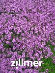 Thymus citriodous x 'Typ Lammefjord'