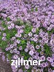 Thymus longicaulis 'Odoratus'