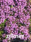 Thymus praecox 'Bressingham'