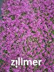 Thymus praecox 'Creeping Red'