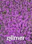 Thymus praecox 'Purple Beauty'