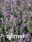 Thymus pulegioides 'Foxley'